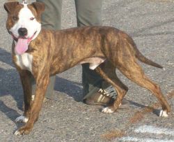 Photo of the dog