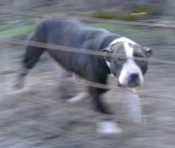 Photo of the dog
