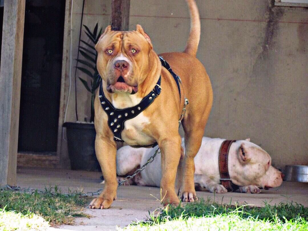 Photo of the dog