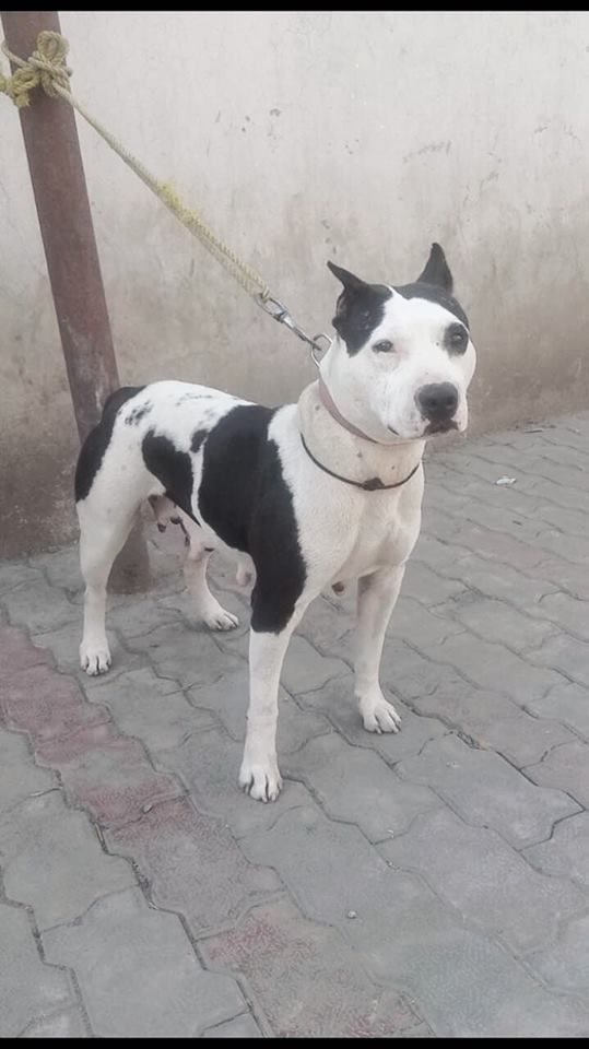 Photo of the dog