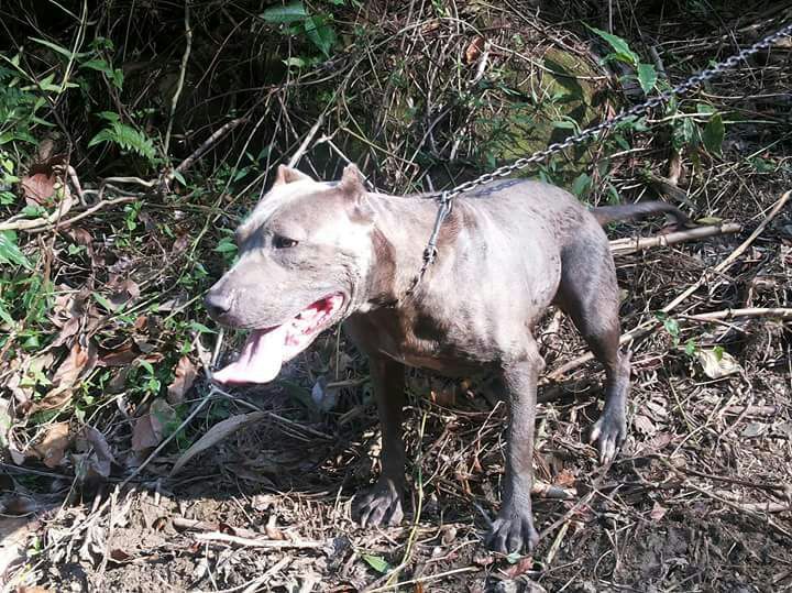 Photo of the dog