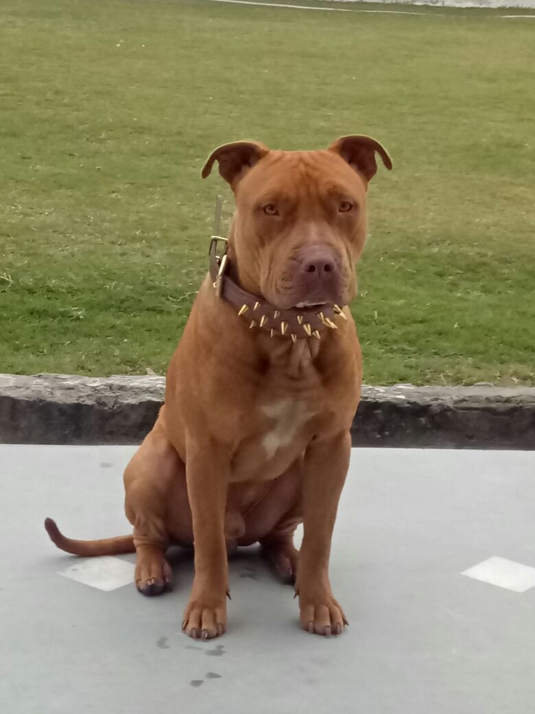 Photo of the dog