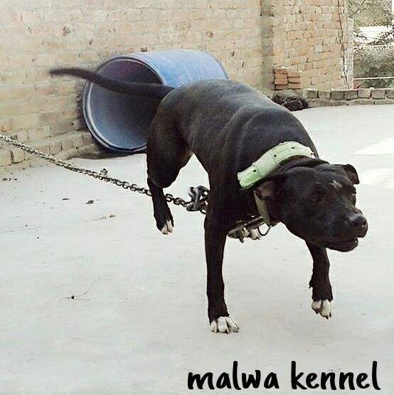 Photo of the dog