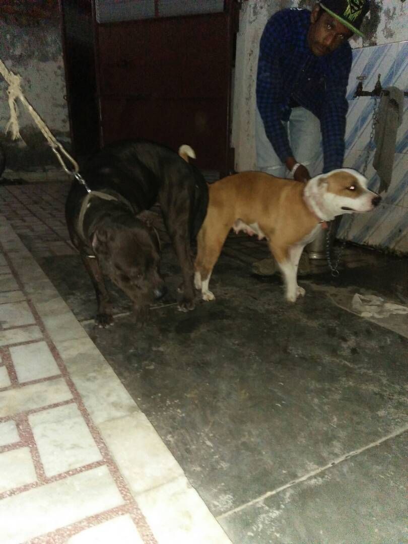 Photo of the dog