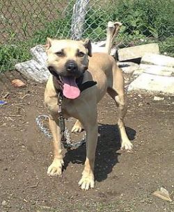 Photo of the dog