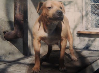 Photo of the dog
