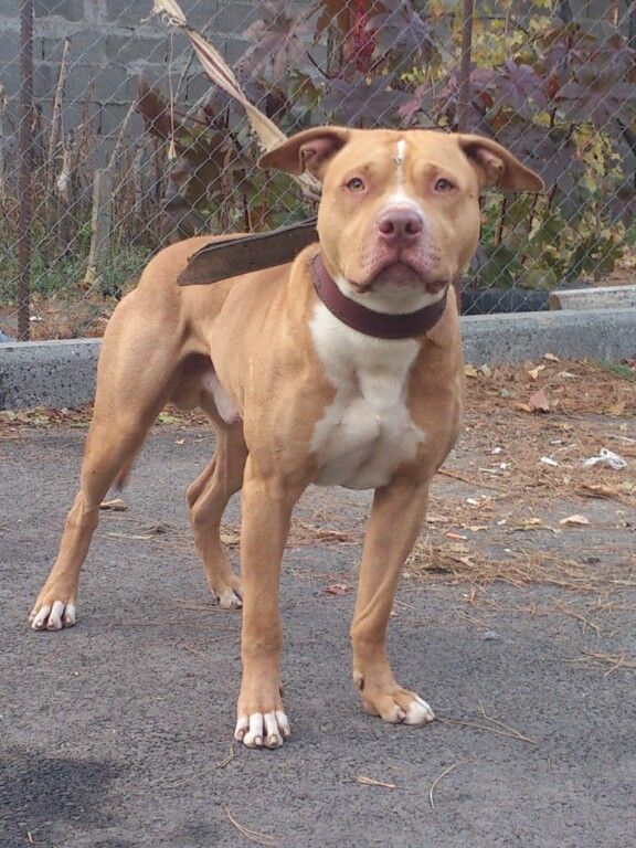 Photo of the dog