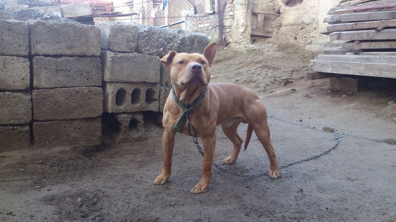 Photo of the dog