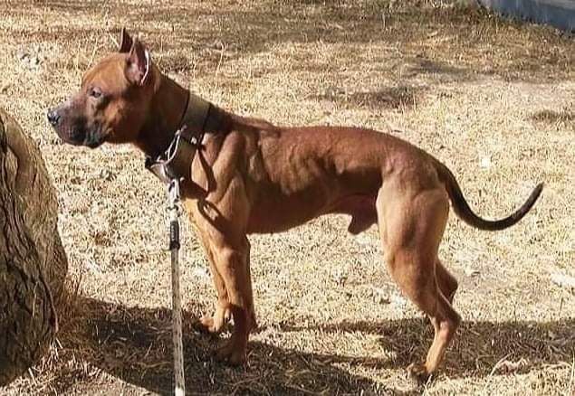 Photo of the dog