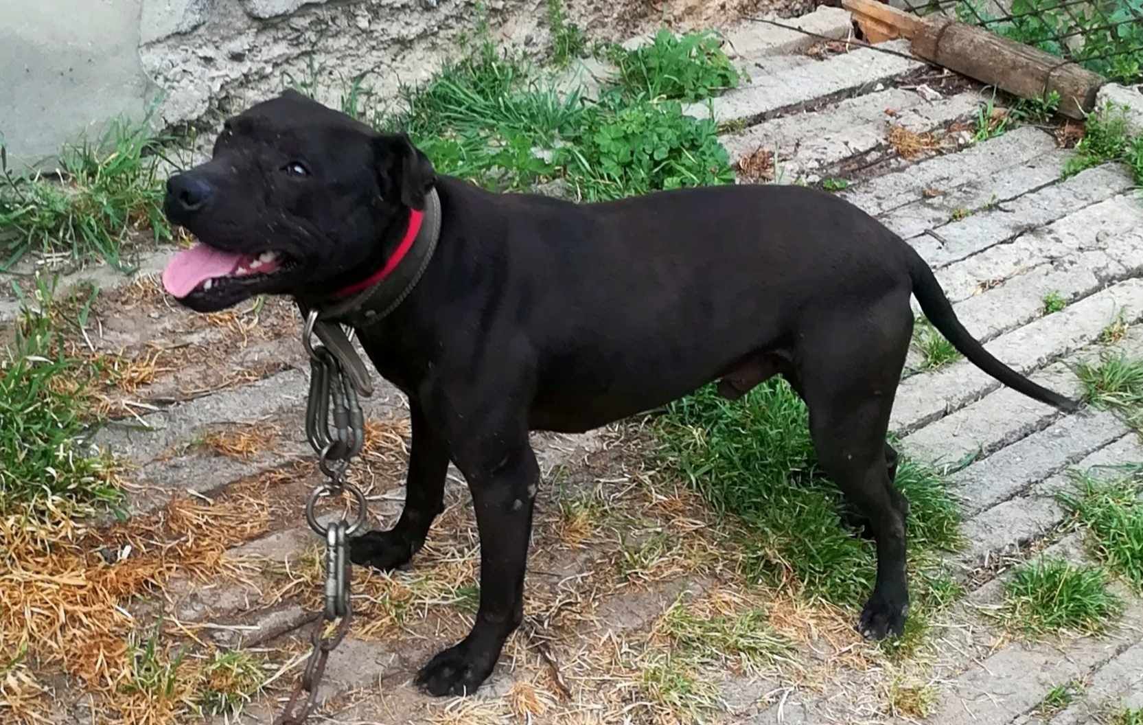 Photo of the dog