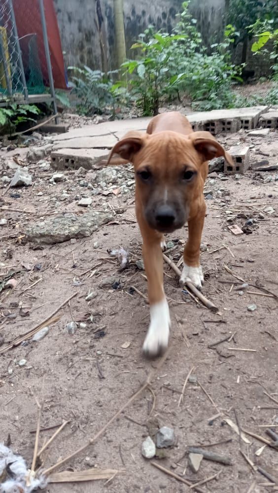 Photo of the dog