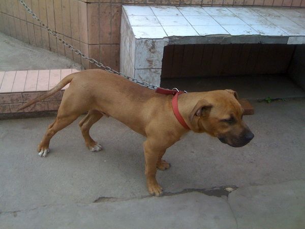 Photo of the dog