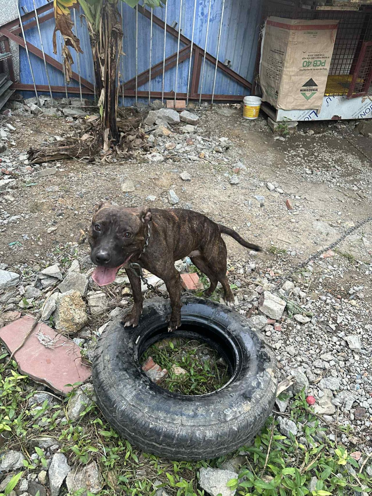Photo of the dog