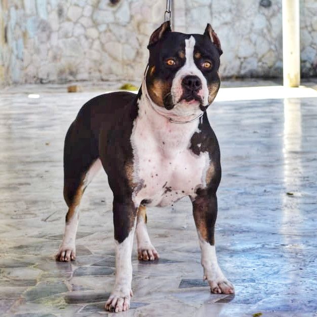 Photo of the dog