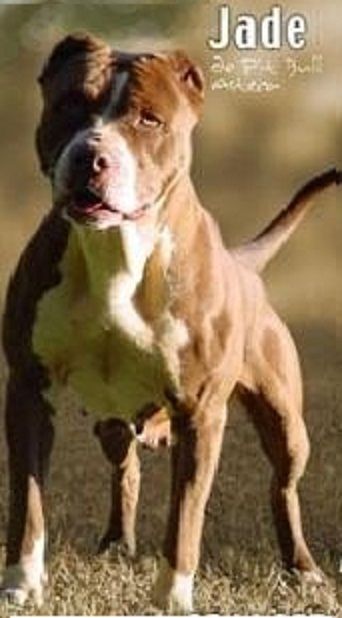 Photo of the dog