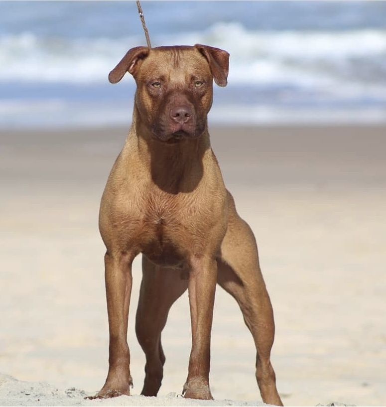 Photo of the dog
