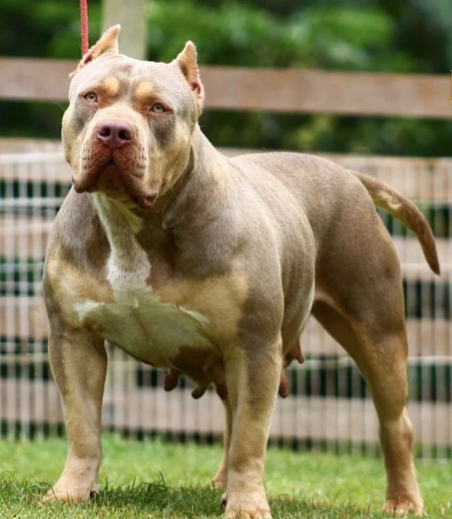 Photo of the dog