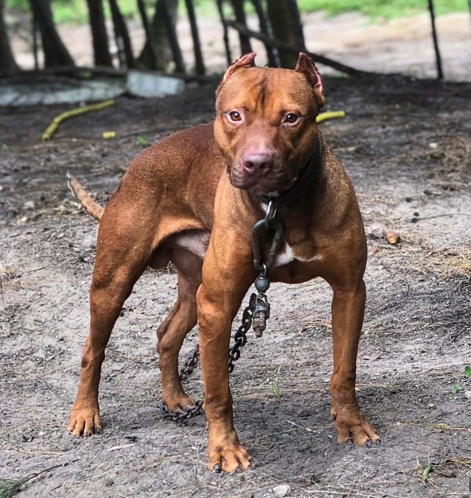 Photo of the dog