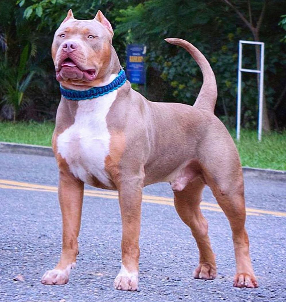 Photo of the dog