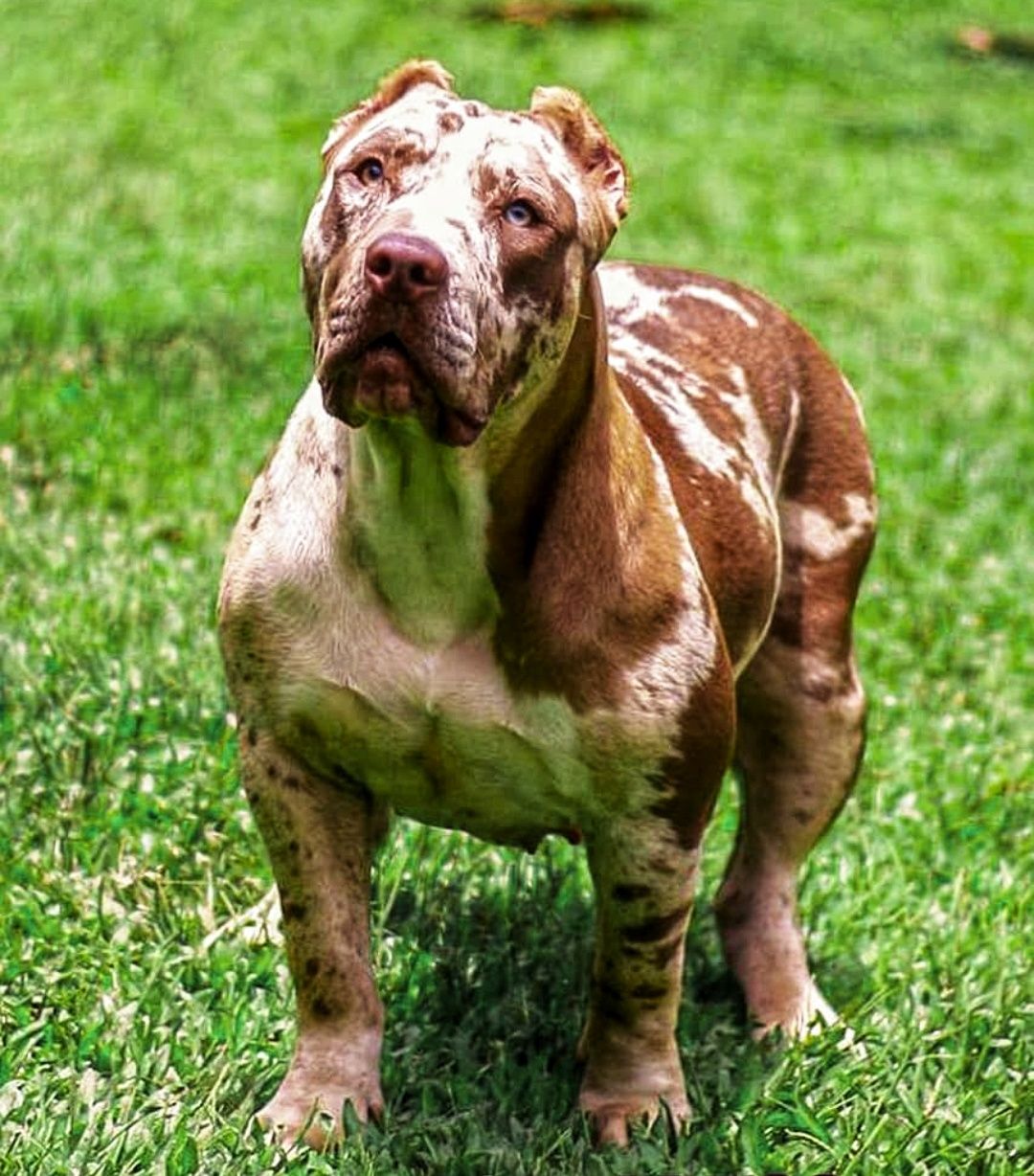 Photo of the dog