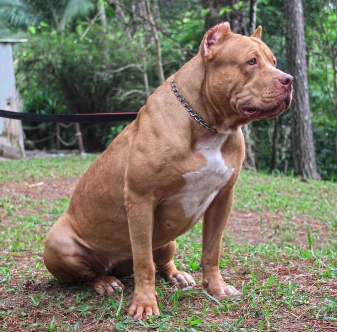 Photo of the dog