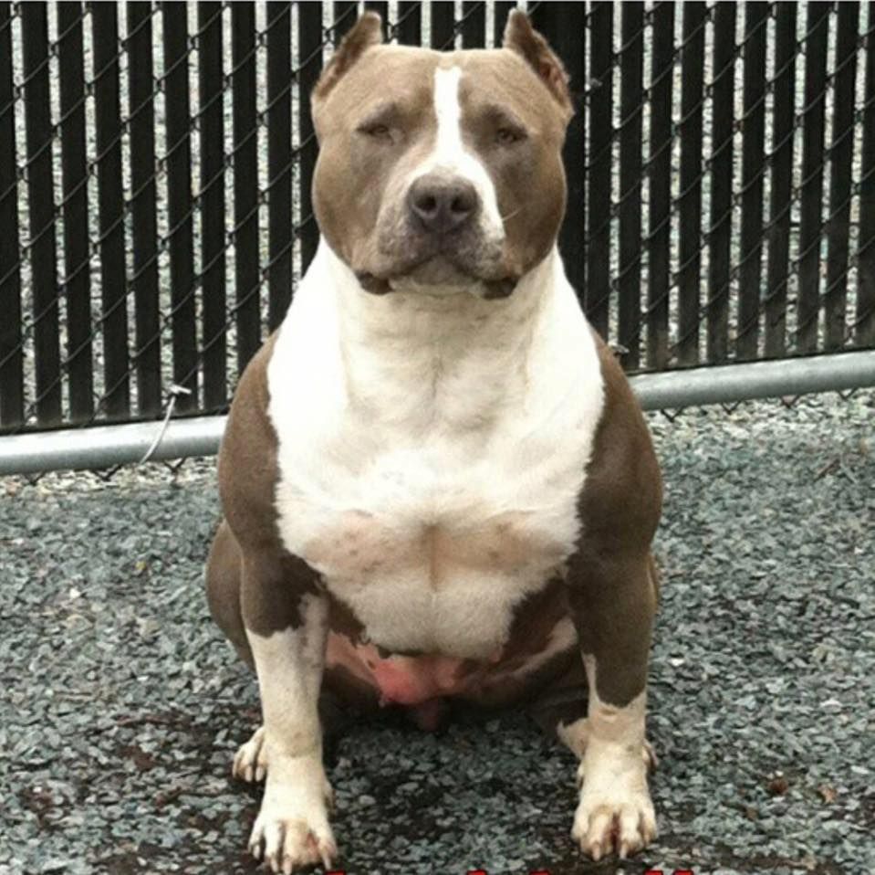 Photo of the dog
