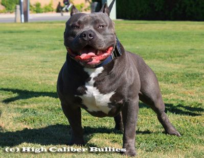 Photo of the dog