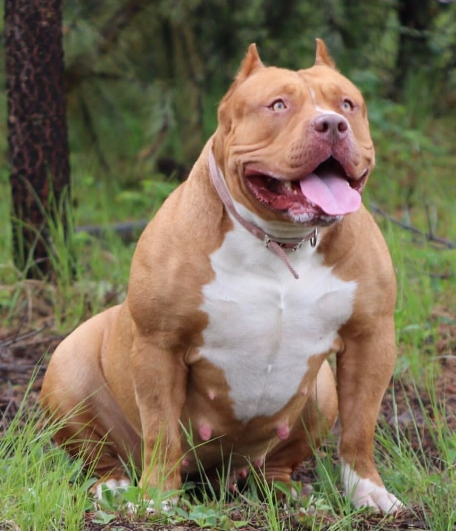 Photo of the dog