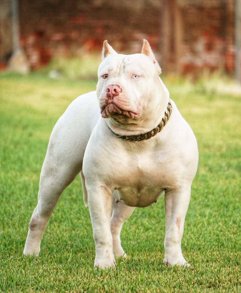Photo of the dog