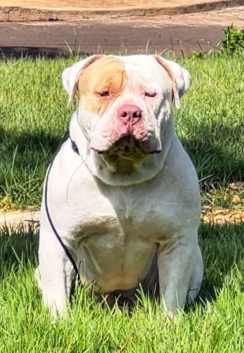Photo of the dog