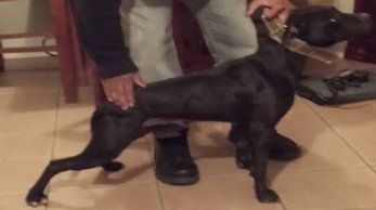 Photo of the dog