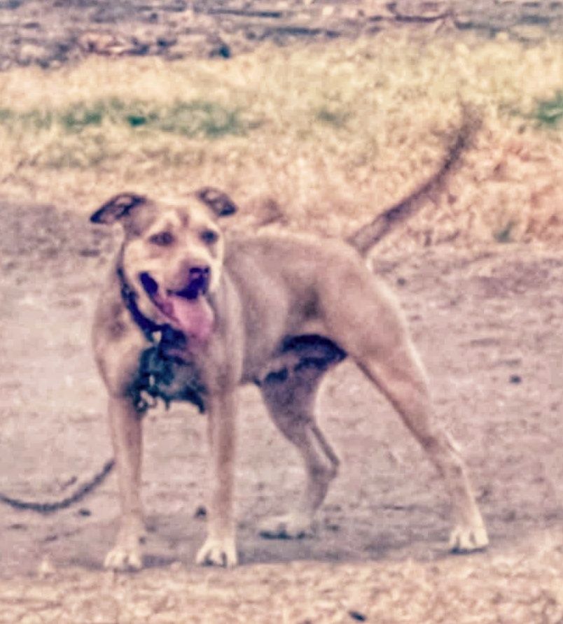 Photo of the dog