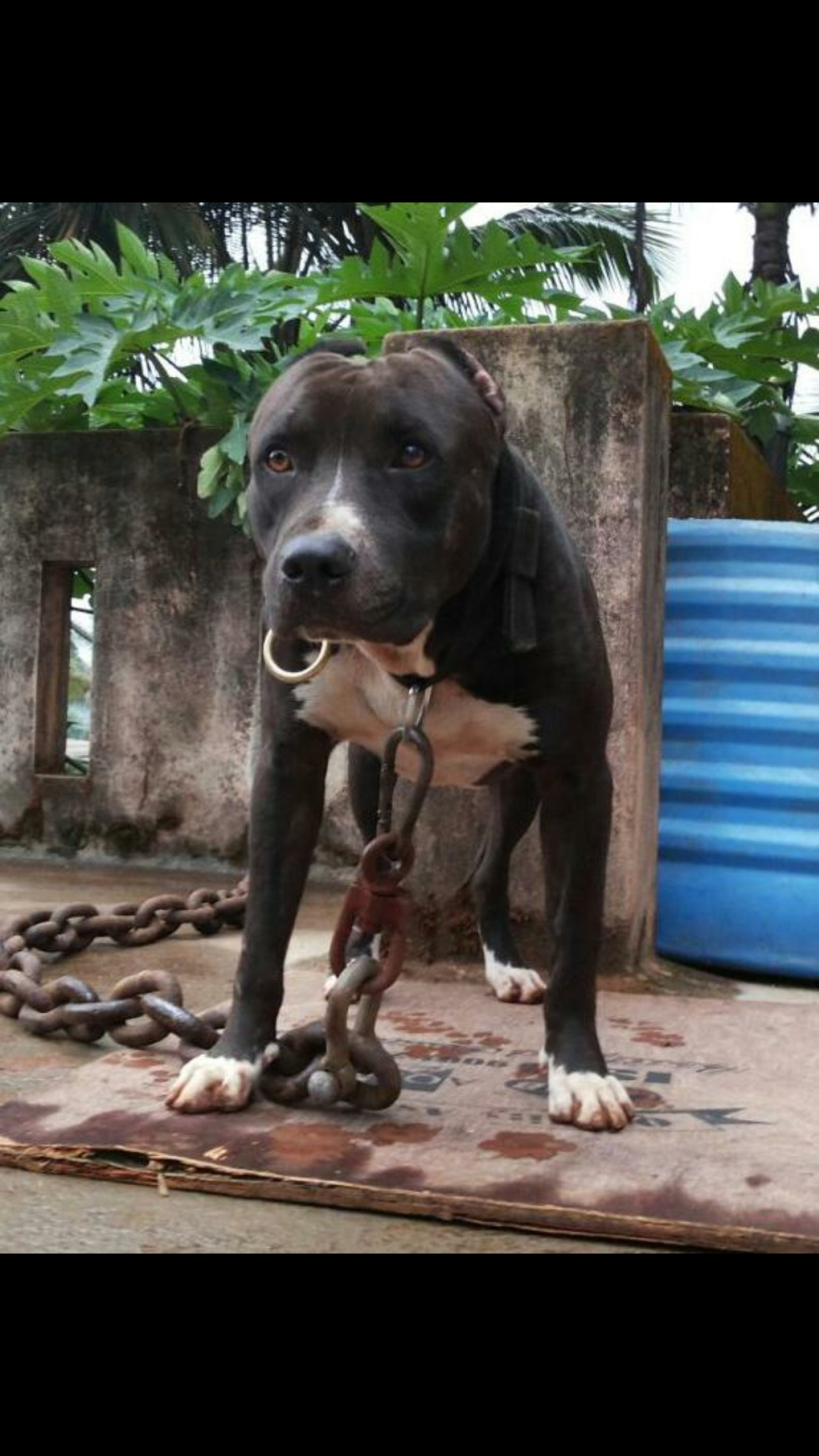 Photo of the dog