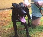 Photo of the dog