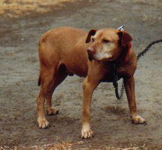 Photo of the dog