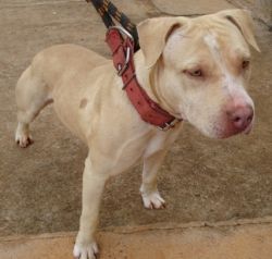 Photo of the dog