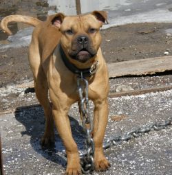Photo of the dog