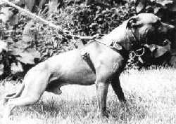 Photo of the dog