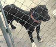 Photo of the dog