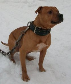 Photo of the dog