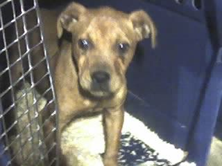 Photo of the dog