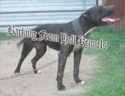 Photo of the dog