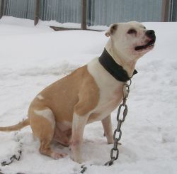 Photo of the dog