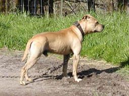 Photo of the dog
