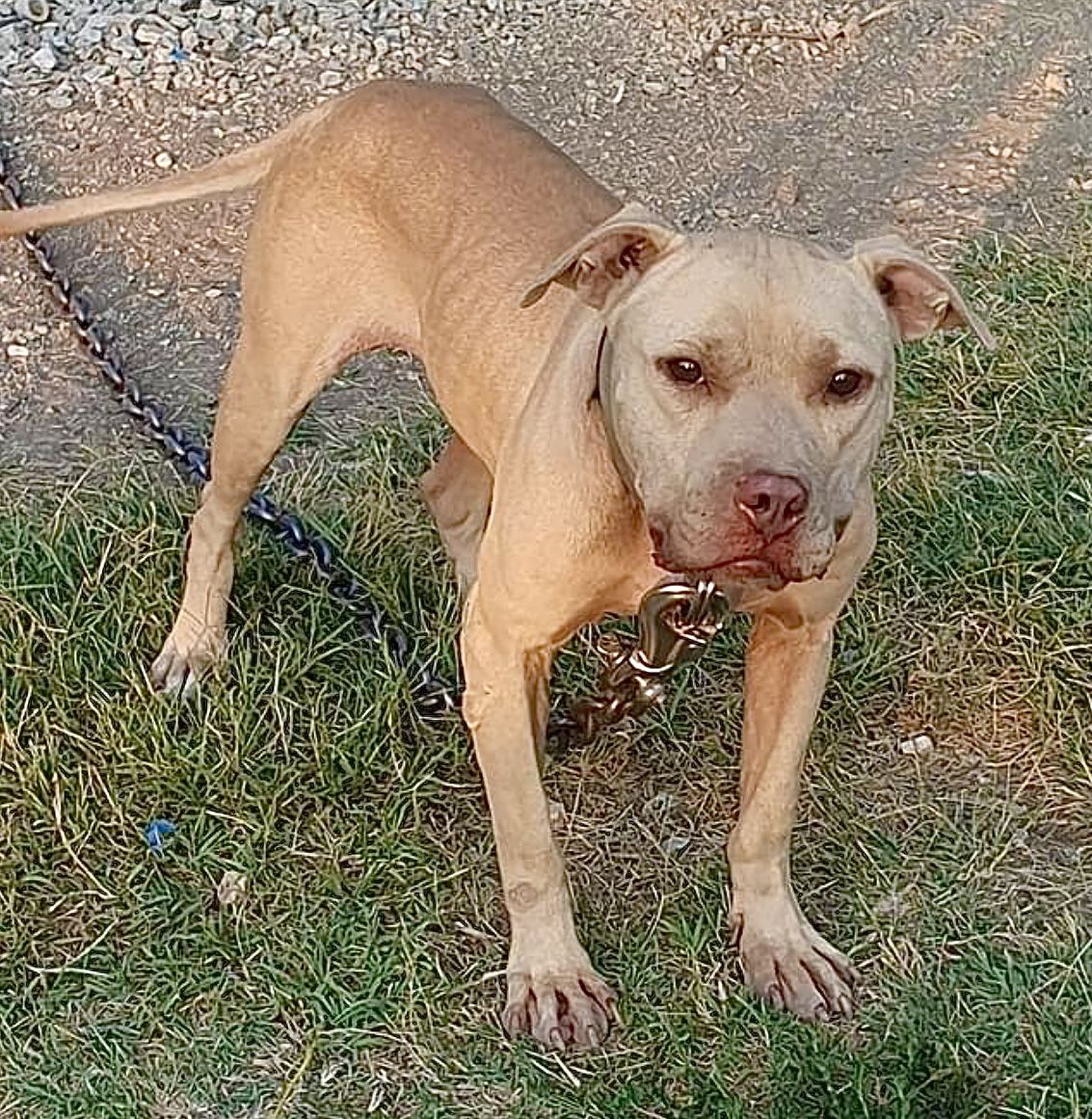 Photo of the dog