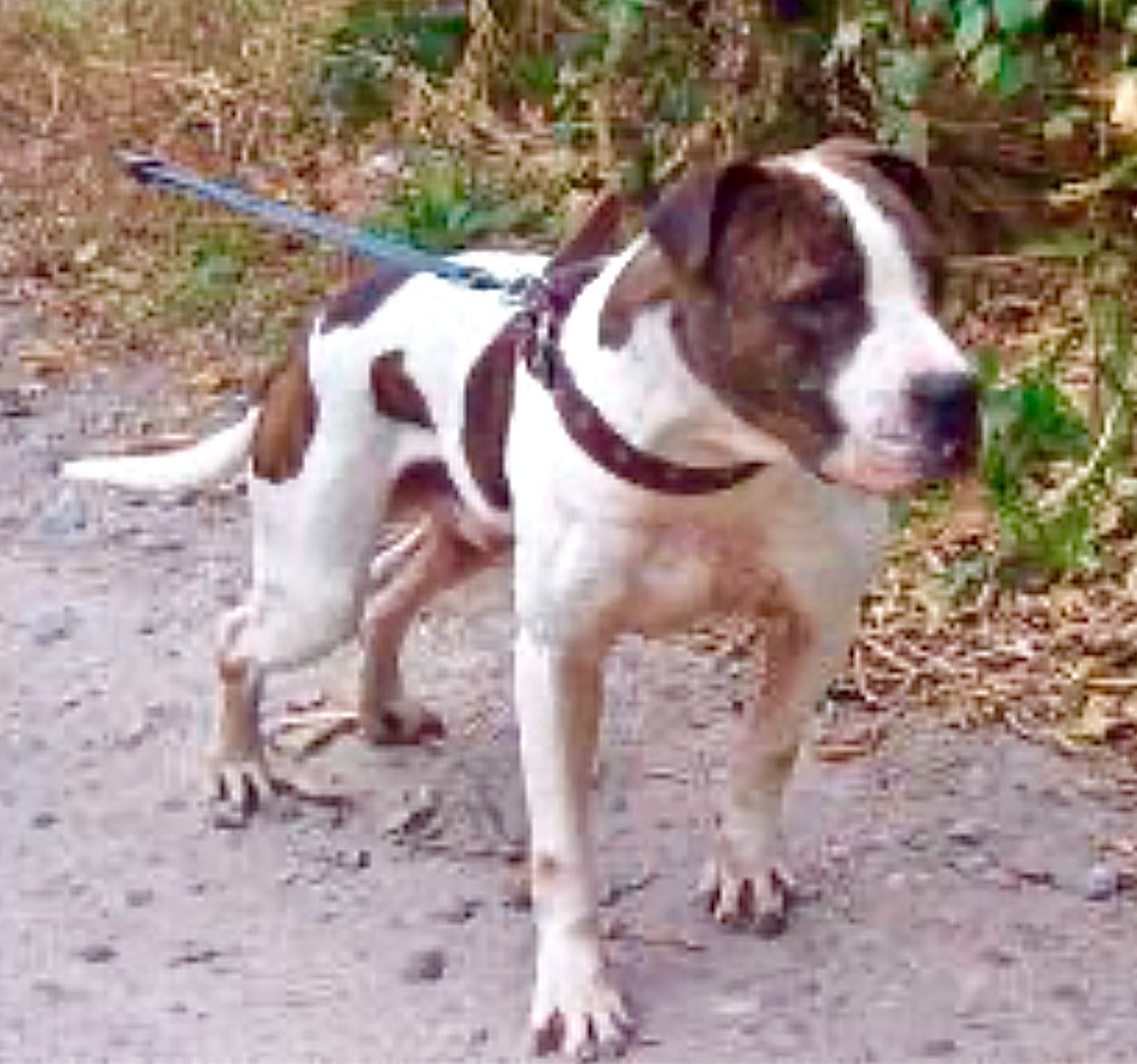Photo of the dog