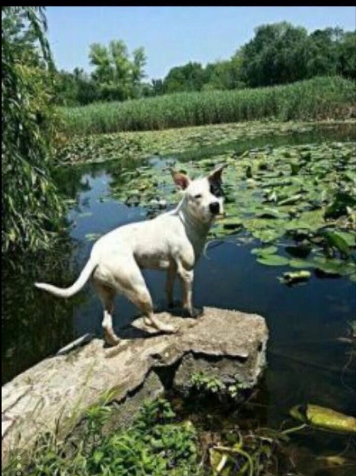 Photo of the dog