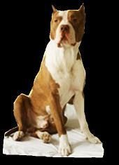 Photo of the dog