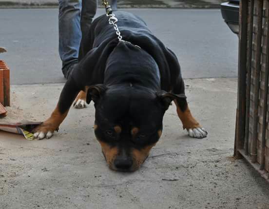 Photo of the dog