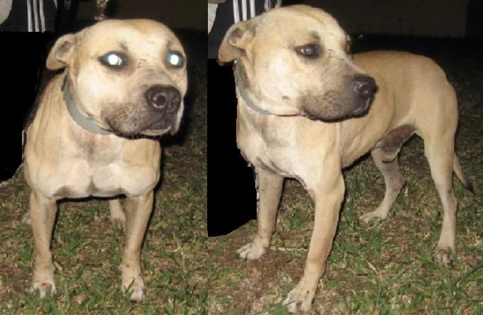 Photo of the dog